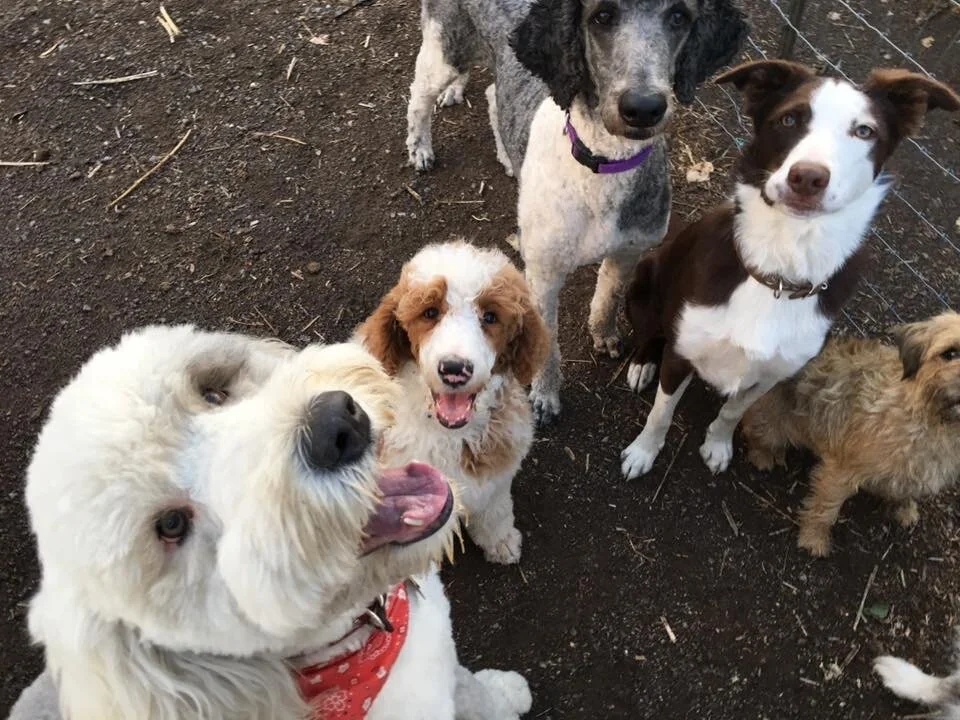 Well-trained dog standing at attention