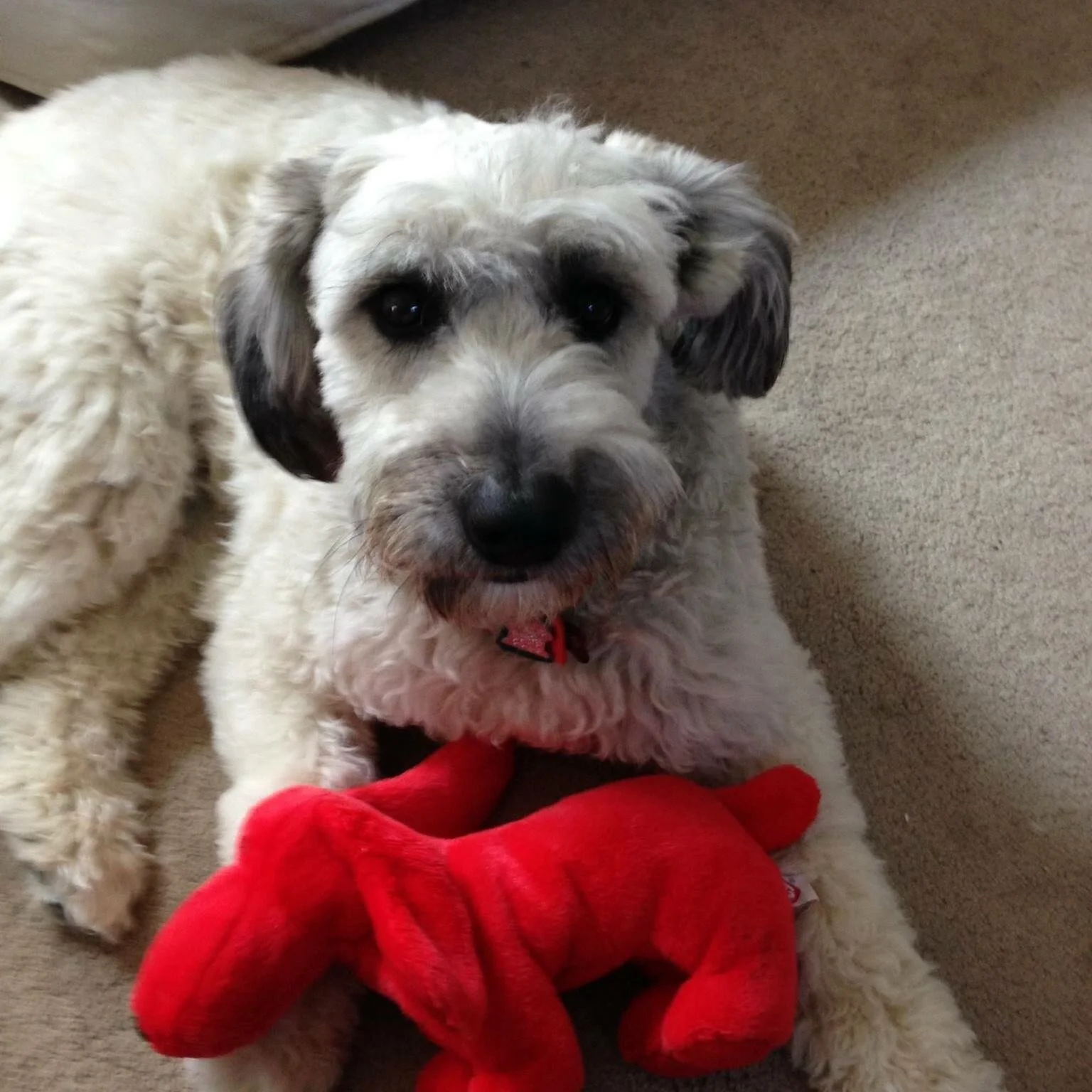 Kerri Lamorey with dogs