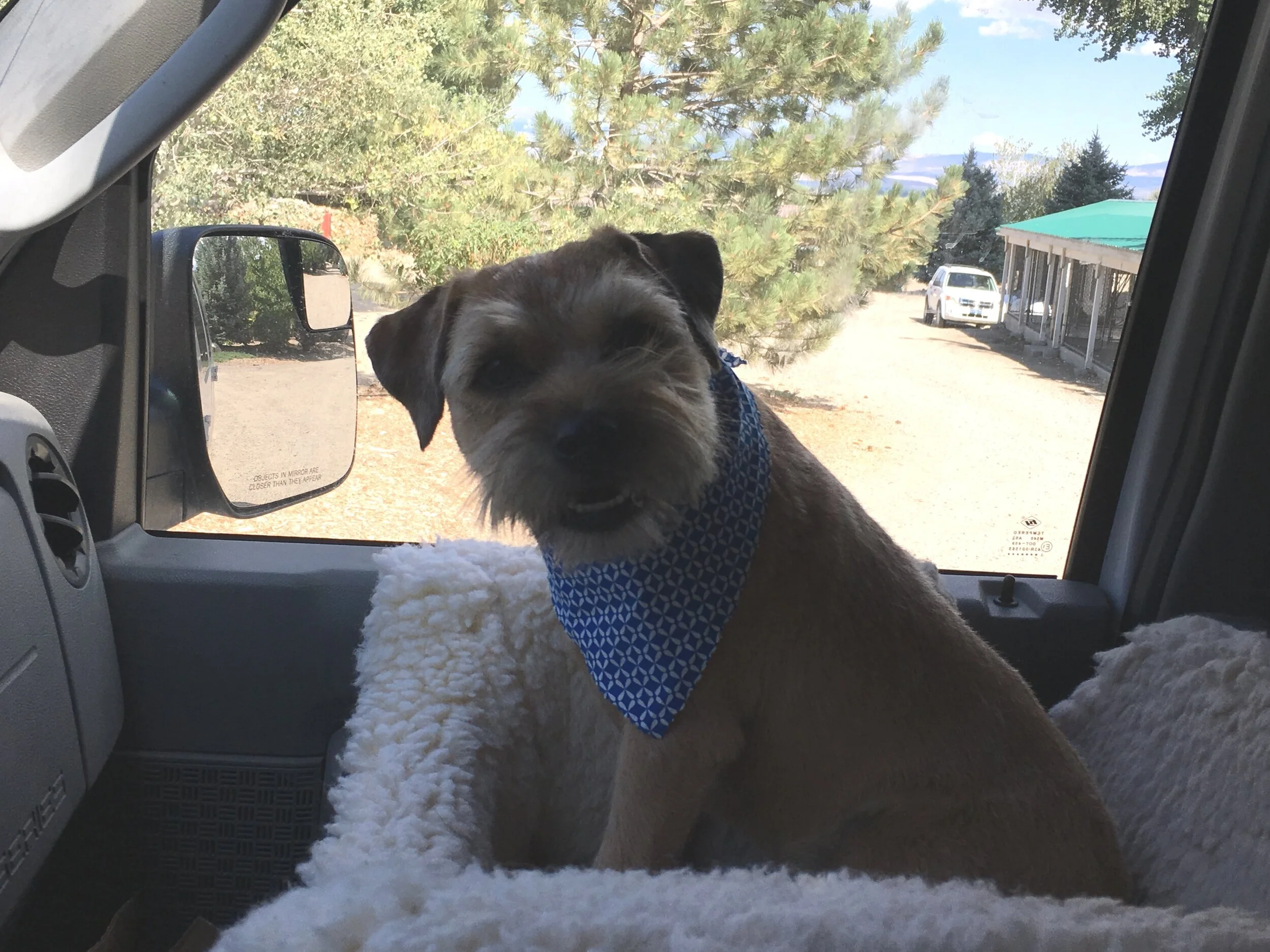 Dog training session outdoors