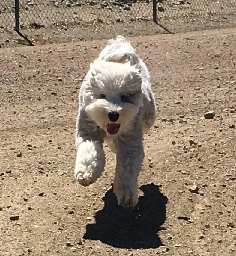 Initial consultation at your home